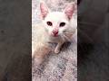 Cute Cat 😺#shorts #youtubeshorts #youtube #cat #cute