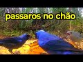 Veja muitos pássaros no chão da mata