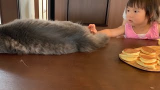 しっぽで娘の食事の邪魔をする猫　ノルウェージャンフォレストキャット　A cat that uses its tail to disturb my daughter