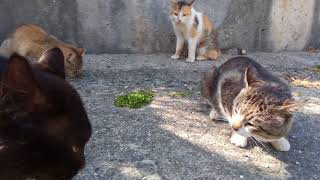 猫の島　餌場でライバル野良猫と出会う