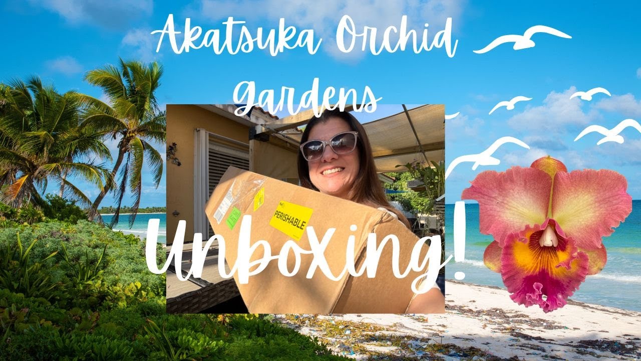 Распаковка гавайской орхидеи от Akatsuka Orchids — ощущение рождественского утра!