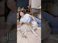 北海道犬と暮らす道民女子の本当に美味しい北海道グルメ#shorts#料理#みけぽ