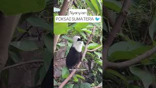 Download Lagu Kicau Nusantara - Nyanyian burung Poksai Sumatera MP3