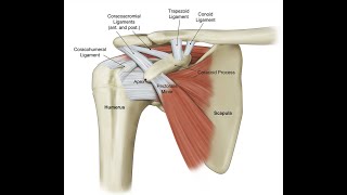 Coracoacromial ligament release CPT code - simplify medical coding