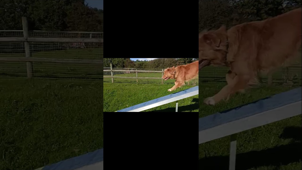 Несколько клипов со вчерашней тренировки Оти и Мерлина по аджилити...