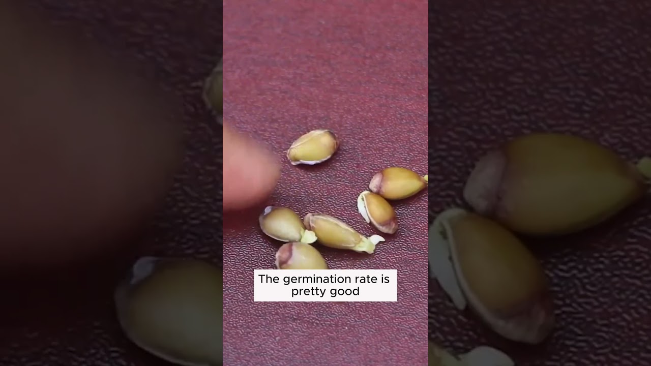 Growing oranges from seeds is easy  