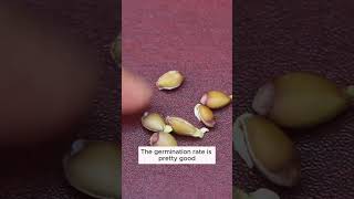Growing oranges from seeds is easy  #garden #gardening #plants