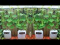 Growing baby cucumbers in a recycling bin - cucumber diary