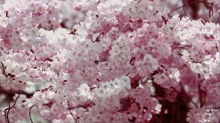 10Hr+ Sakura Cherry Blossoms Background Music