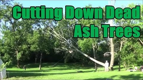 Cutting Down Dead Ash Trees - DIY - Compilation of 12 Trees Coming Down