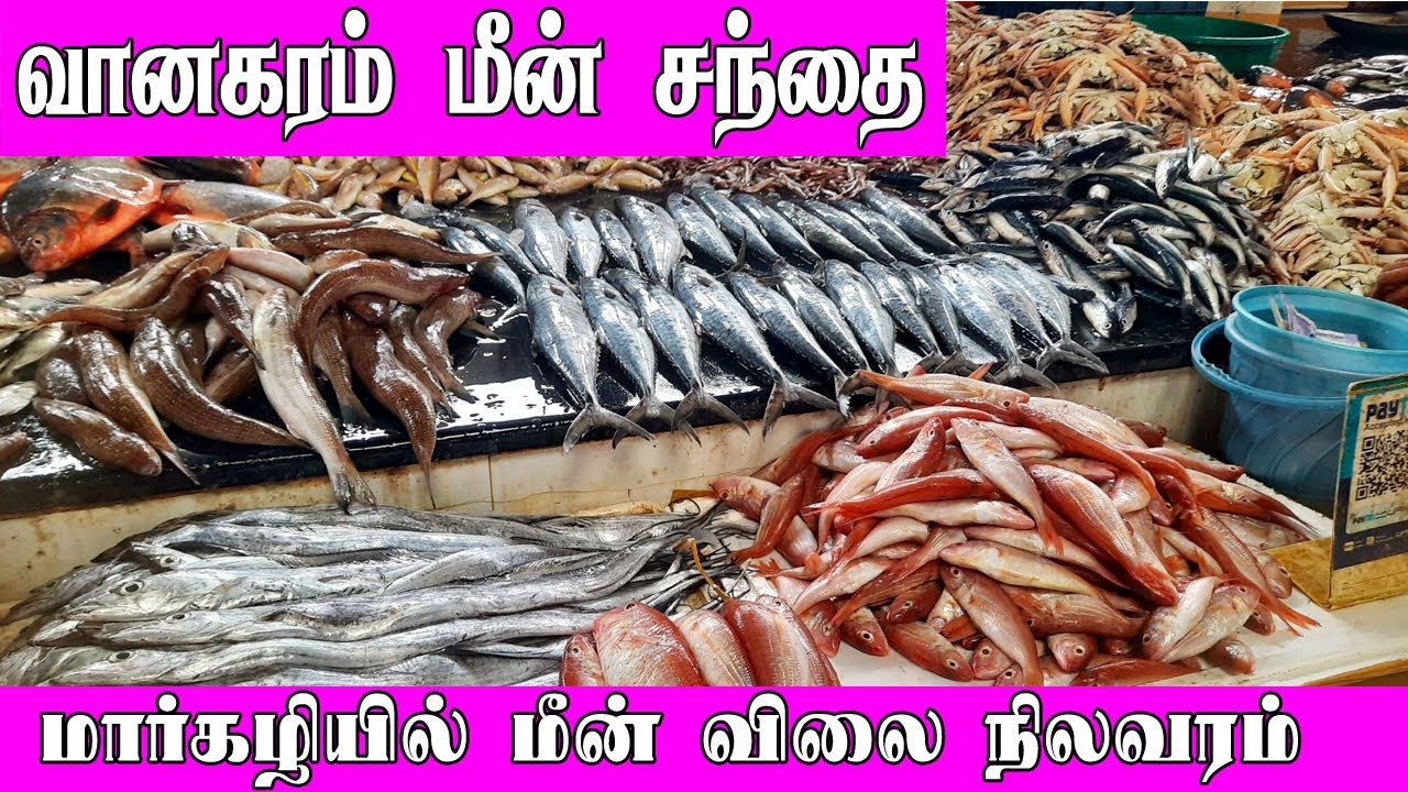 Vanagaram Fish Market wholesalefishmarket YouTube vanagaram-fish-market-wholesalefishmarket-youtube