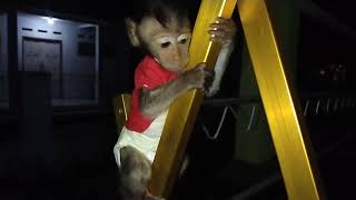 Martyn Monpai Martyn Bergelantungan Di Jemuran Anak Monyet Lucu