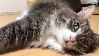 チョンチョン触られ気持ちよくなる猫 ノルウェージャンフォレストキャットrelax.Norwegian Forest Cat.