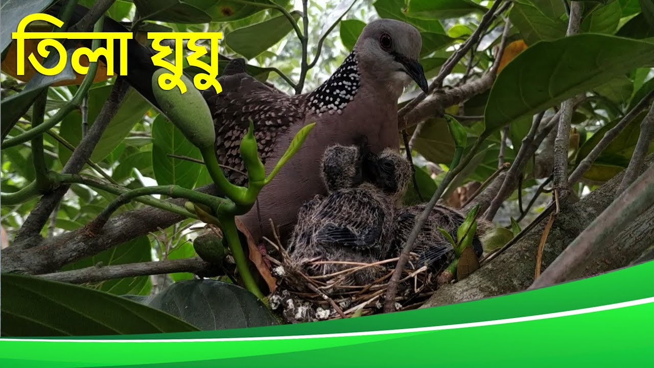 তিলা ঘুঘু  | Spotted Dove | 2020 | ***Beauty, Nature & Biodiversity***