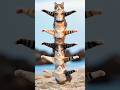 Cat Dance Video 💃#shorts #shortsfeed #funny #cat #catdance