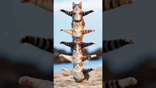Cat Dance Video 💃#shorts #shortsfeed #funny #cat #catdance