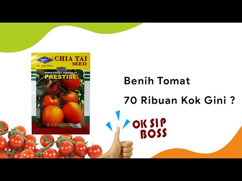 Video: Tomat Salju F1: deskripsi varietas, ulasan, hasil, fitur budidaya