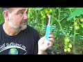 Toothbrush Tomato Trick to Get Better Fruit Set & Flower Pollination