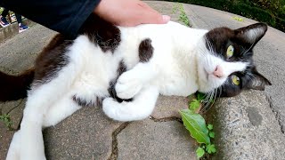 ハチワレ猫をナデナデすると、うらめしニャ〜のポーズになった