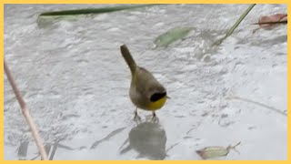 Common Yellowthroat Hopping on the Ice and Foliage | Cute Footage of Foraging for Food | One-Take by J Birds 81 views 3 years ago 1 minute, 33 seconds
