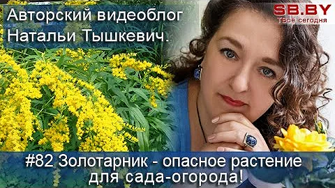 Золотарник - опасное растение для сада-огорода!