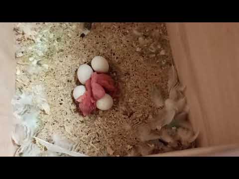 🔥Вылупился второй птенец