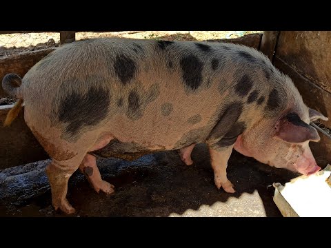 Vídeo: Criando galinhas e porcos para carne e auto-suficiência