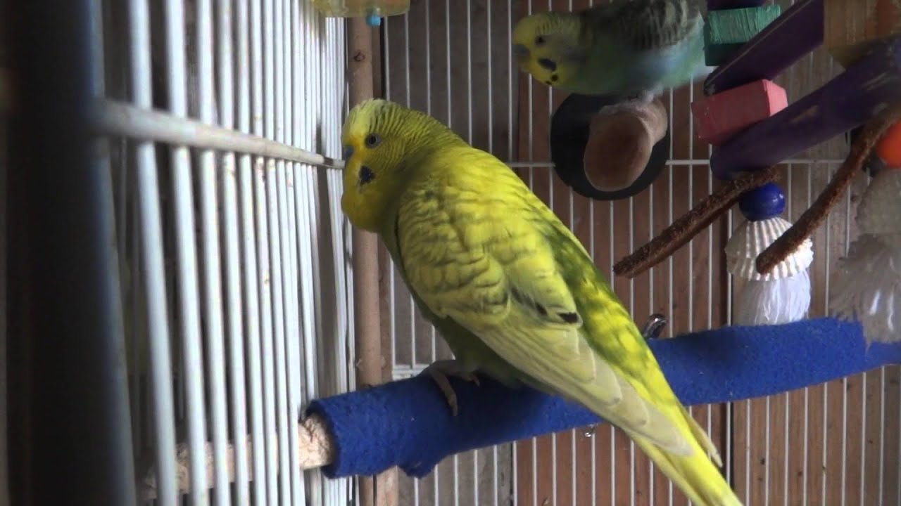 Extremely LOUD Budgies/Parakeets YouTube