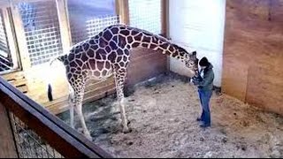 Animal Adventure Park Giraffe Cam live