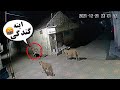 شکارچی خود شکار شد صحنه های عجیبی ضبط شده از حیوانات قسمت 8 شکارچی خود شکار شد صحنه های عجیبی ضبط شده از حیوانات قسمت 8