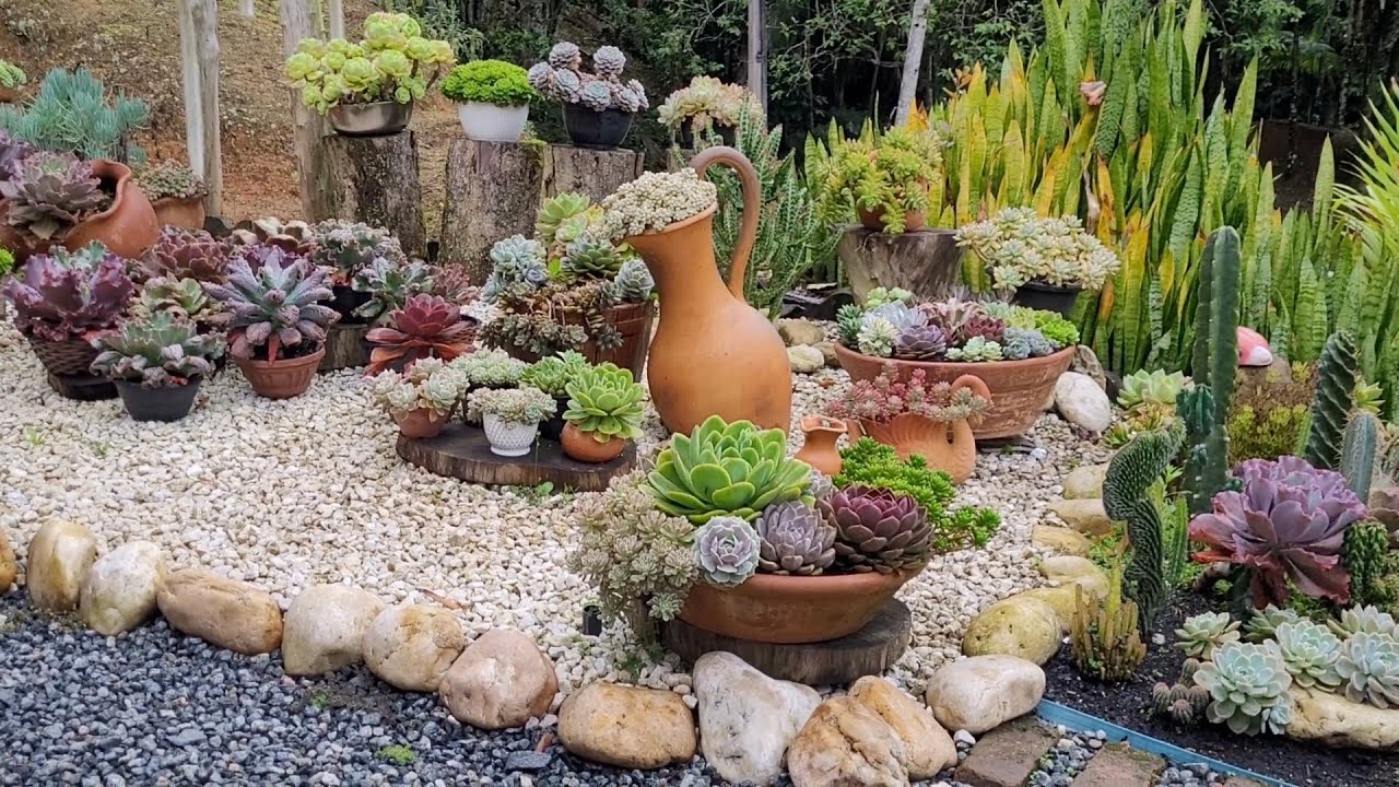 40 suculentas  rosas e vermelhas #Suculentas 