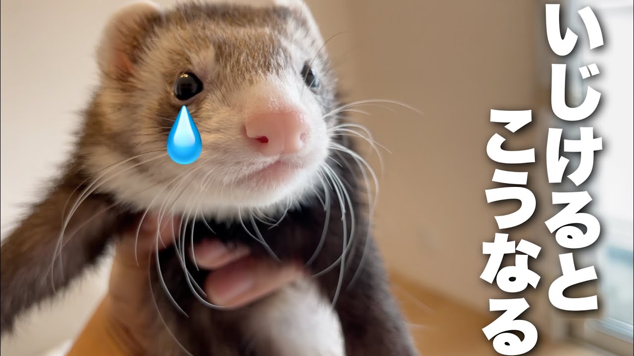 おもちゃを妹に取られていじけるフェレットが可愛すぎるwww Youtube