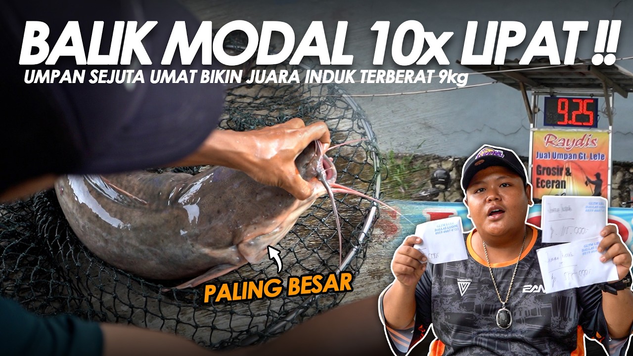 AUTO CUAN GARA - GARA JUARA INDUK TERBERAT !! CUMA PAKE UMPAN PENYELAMAT JIWA || BAM#14