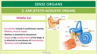 11th Zoology – Chapter – 10 – Neural control and coordination – Session- 6