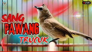  Trucukan Gacor Juara Ropel Panjang Pancingan  Masteran Segala Burung Trucuk Pasti Nyaut Gacor