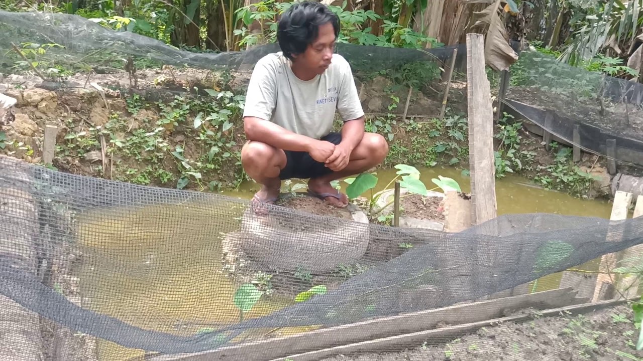 Budidaya ikan lele yang super unik... 
