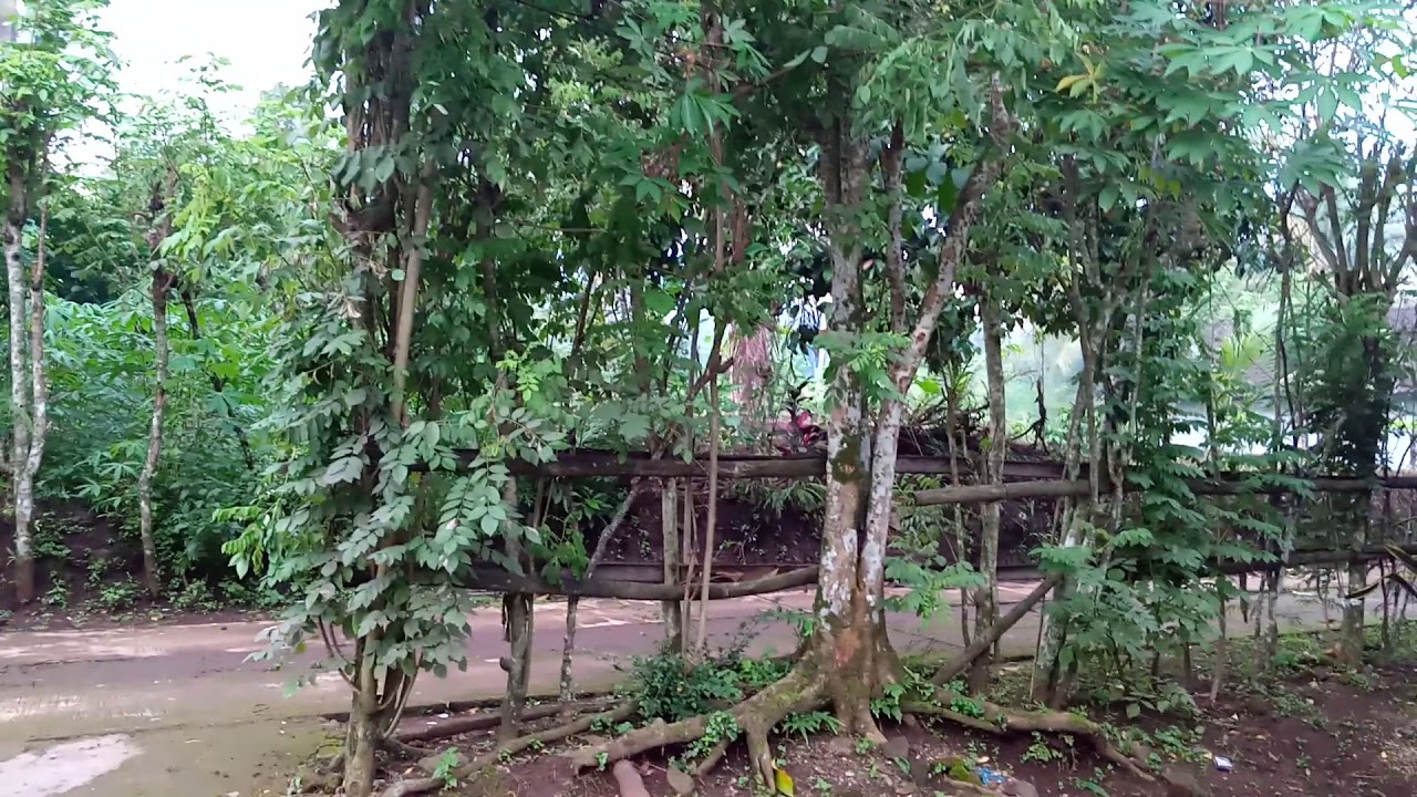 # pemandangan kampung# 