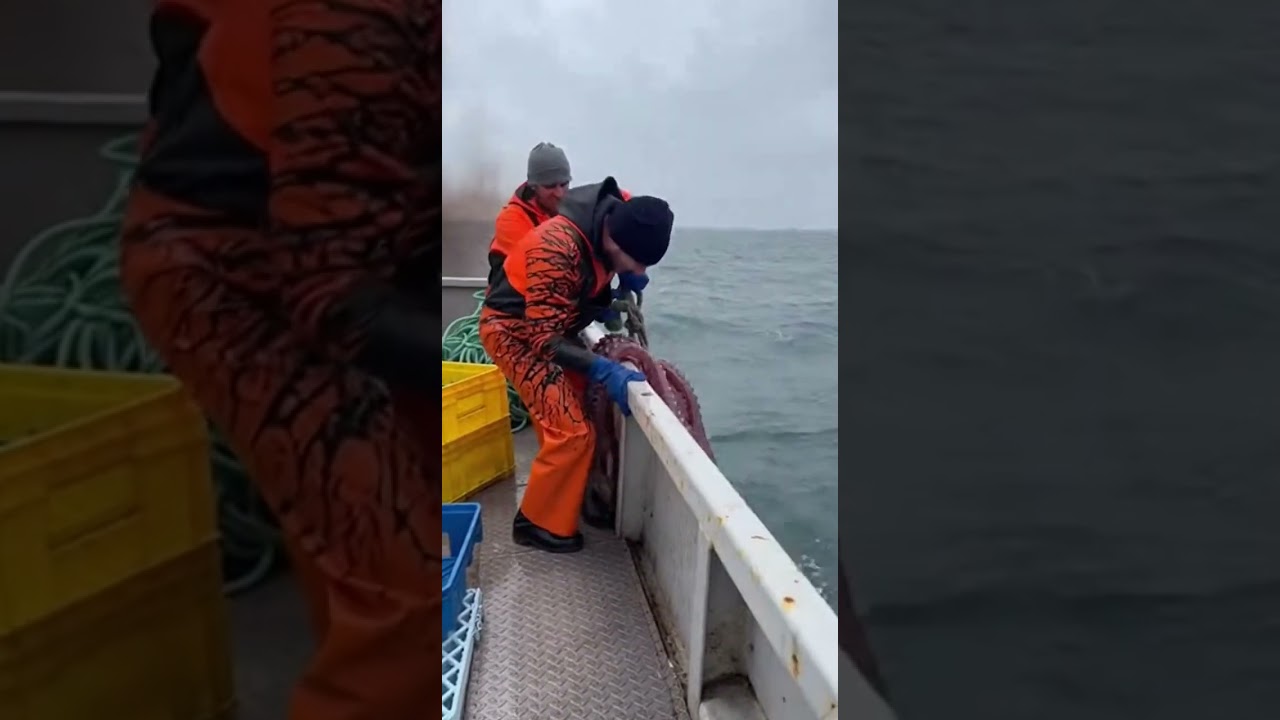 Giant Squid Ink Blast to His Face 😱