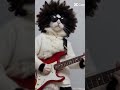 Kedi ve gitar #cats #funny