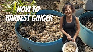 How to harvest ginger 🫚- 2nd Harvest on the Waiāhole Family Farm