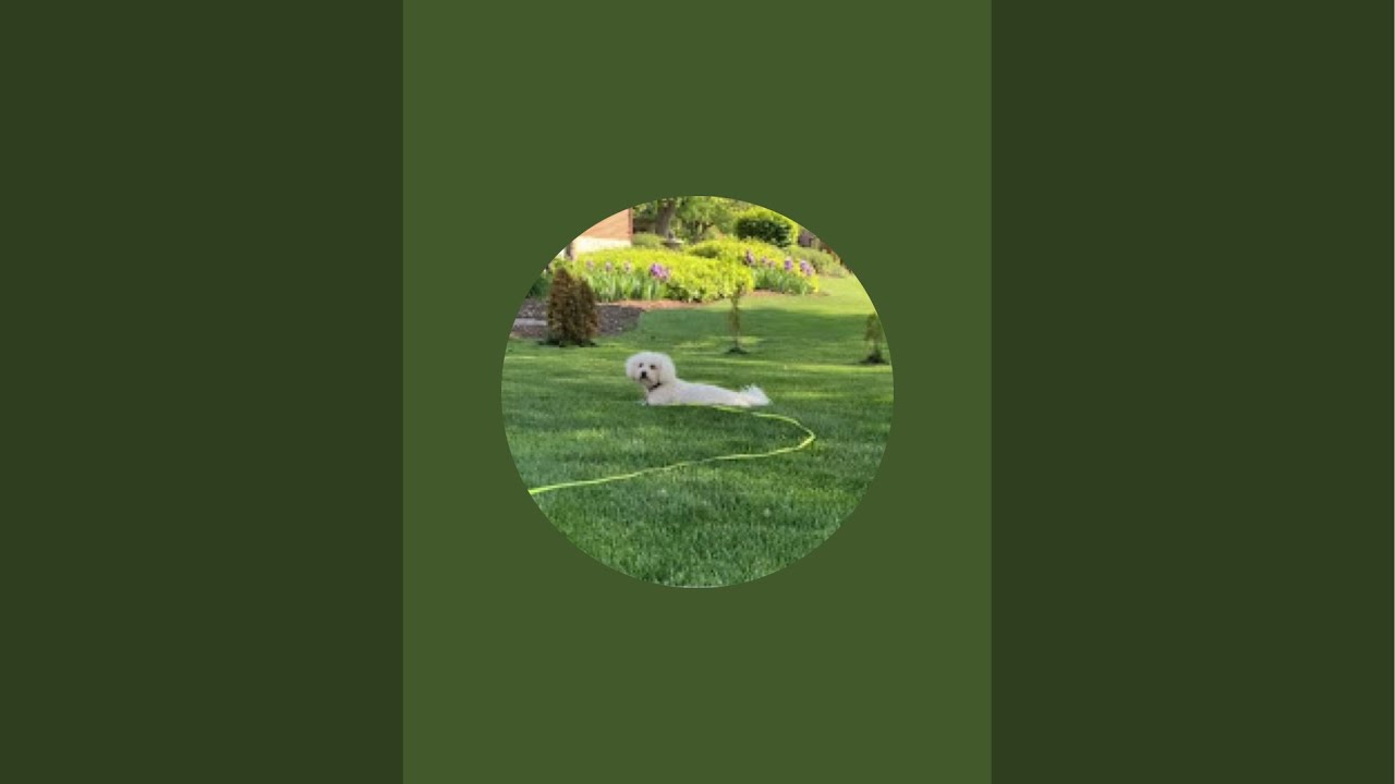 Snowball Fun Dog on an adventure out in nature 