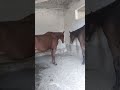 Aggressive Horse Matching Pakistani Horse Shorts 