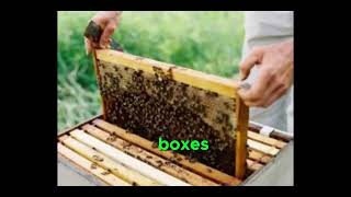 What is Bee Space?