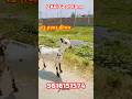 13 हज़ार में 4 महीना की प्रेगनेंट सुपर क्वालिटी बरबरी  #shortvideos#goats#viral#shortsfeed#farming