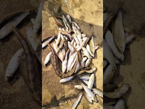 बहुत सारा मछली #minivlog #machli #fishing #villagelife #shorts