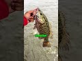 Why Smallmouth Bass are Better Than Largemouth.