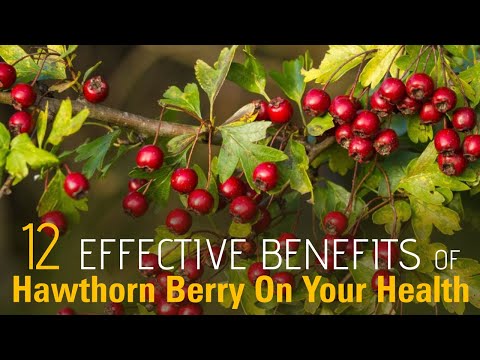 วีดีโอ: ทำไม Hawthorn berries ถึงมีประโยชน์สำหรับผู้หญิง