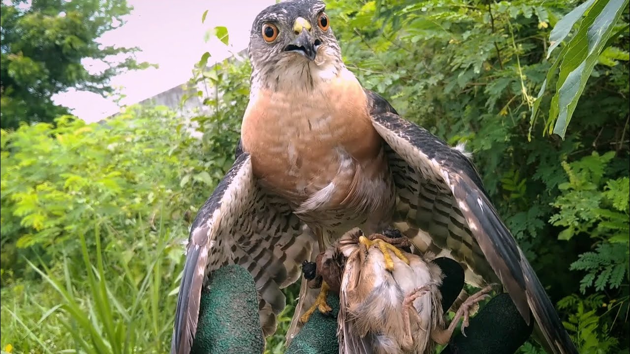 REAL HUNTING ALAP ALAP KAKI BITING #alapalap #kabit #burungelang #janganlupasubscribe #hunting