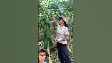 Chăm sóc cây đu đủ