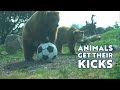 Animals Get Their Kicks ⚽